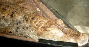 krokodil_resize.jpg