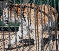 tigra_resize.jpg