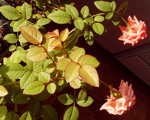 Домашние цветы с красными листьями (74 фото)