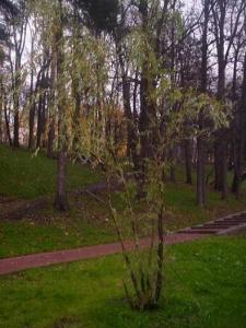 baum100.JPG