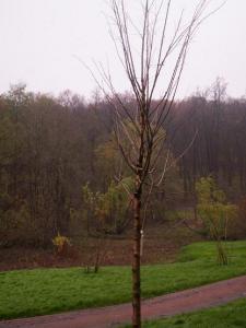 baum-097.JPG