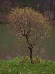 baum_-119.JPG