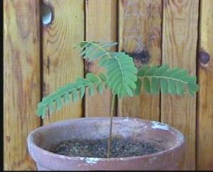 Lo_tamarind.JPG