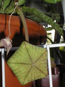 tasha_stapelia_buton.jpg