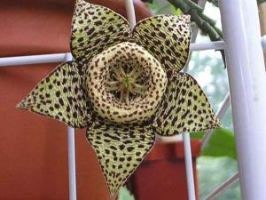 tasha_stapelia_cvet.jpg