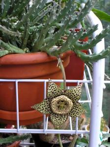 tasha_stapelia_cvet1.jpg