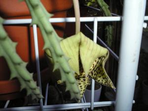 tasha_stapelia_otcvet.jpg