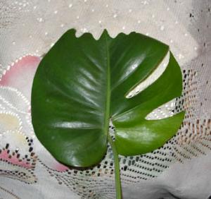 neponjatnaja_monstera.jpg