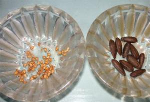 Family_Seeds.jpg