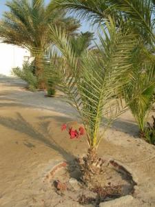 FamHurgada-6.jpg