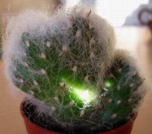 m_opun_010.jpg