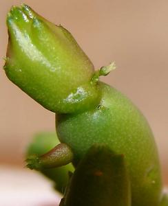 m_Piarant_001.jpg