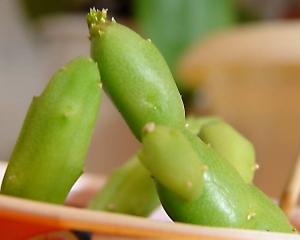 m_Piarant_003.jpg