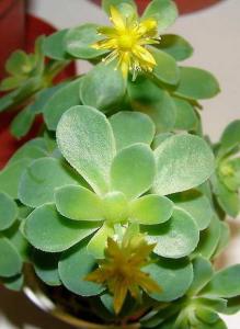 m_sedum_010.jpg