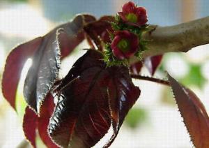 m_JATROPHA_000.jpg
