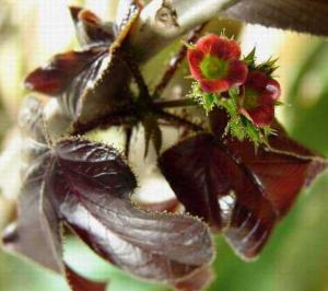 m_JATROPHA_001.jpg