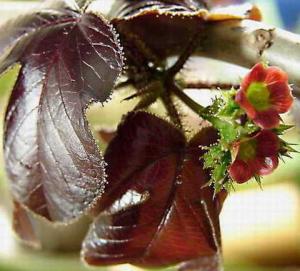 m_JATROPHA_002.jpg
