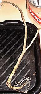 m_JATROPHA_010.jpg