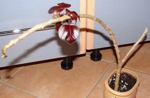 m_JATROPHA_021.jpg