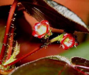 m_JATROPHA_020.jpg