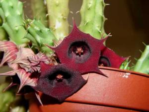 m_huernia_050.jpg