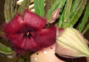 m_stapelia020.jpg