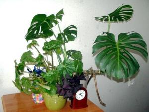 monstera.jpg