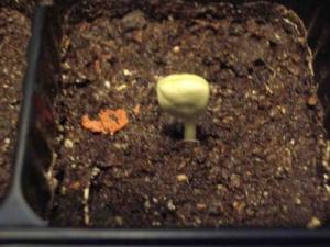 marina_caesalpinia_rostok_small.jpg