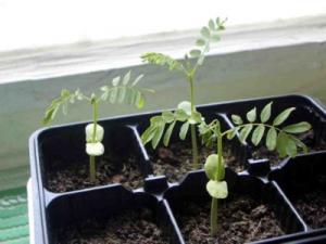 marina_caesalpinia_two_week.jpg