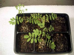 marina_caesalpinia_four_week.jpg