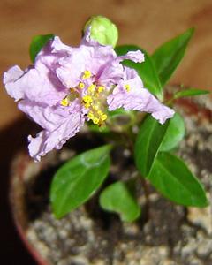 A_lagerstremia_36.jpg