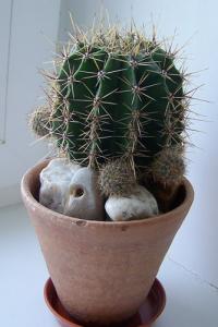 Lada_Echinopsis.jpg