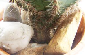 Lada_Echinopsis1.jpg