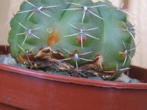 IMG_7291.JPG