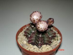 DSC00120.JPG