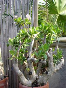 CRASSULA__OVATA__DSC02474.jpg