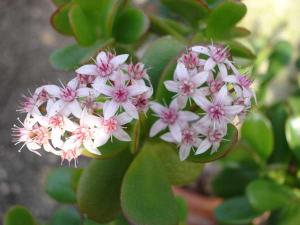 CRASSULA_OVATA__DSC02473.jpg