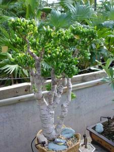 Crassula__ovata__Gollum__DSC02483.jpg