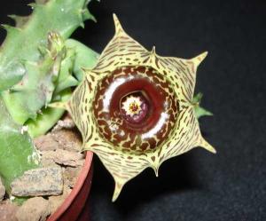 Huernia_confusaDSC05768.jpg