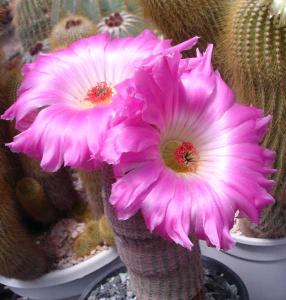 Echinocereus_pectinatus_var._rubispinusDSC04086.jpg