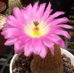 Echinocereus_rigidissimusDSC04701.jpg