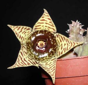 Huernia_confusa029.jpg