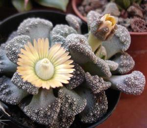 Titanopsis_calcarea179.jpg