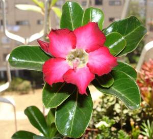 Adenium_obesumDSC07356.jpg