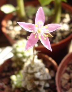 Anacampseros_filamentosaDSC07214.jpg