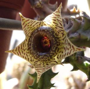 Huernia_zebrinaDSC07232.jpg