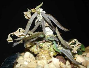 Euphorbia_cylindrifoliaDSC06875.jpg