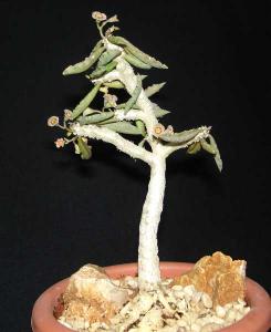 Euphorbia_decaryiDSC06872.jpg