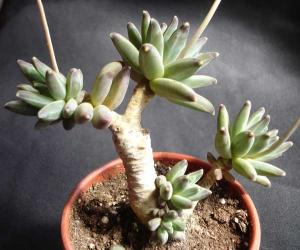 Pachyphytum_werdermaniiDSC06529.jpg