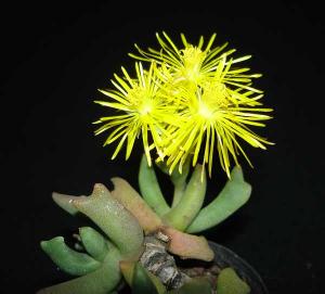 Rhombophyllum_dolabriformeDSC07314.jpg